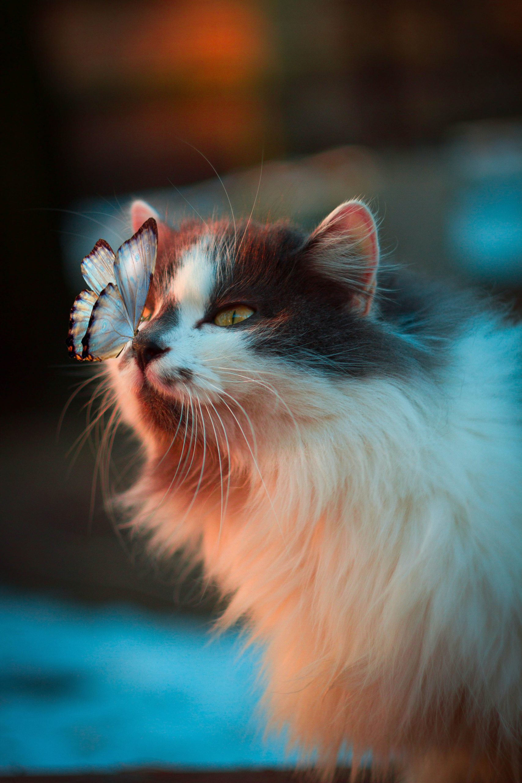 Chat Chat, papillon